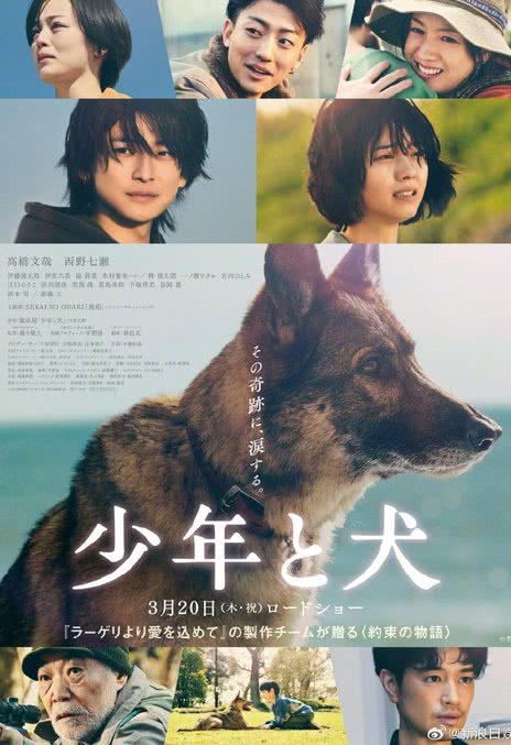 少年与犬 2025 日本剧情电影 中字 网盘在线看