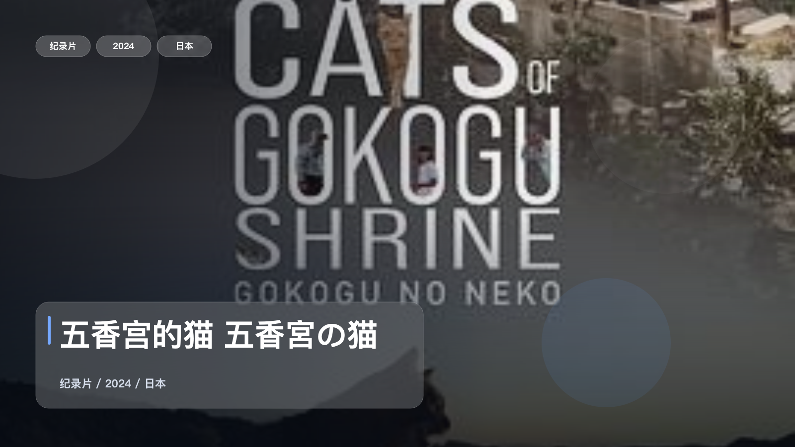 值得细看的纪录片《五香宫的猫 五香宮の猫》 2024 未删减 限时转存